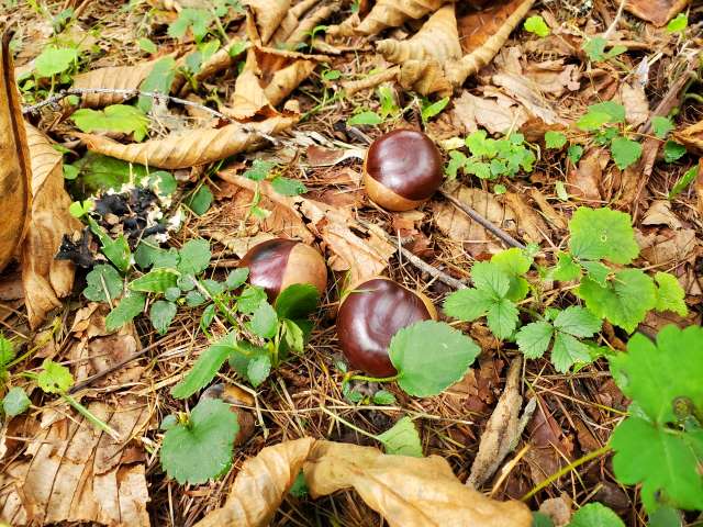 ブログ写真11