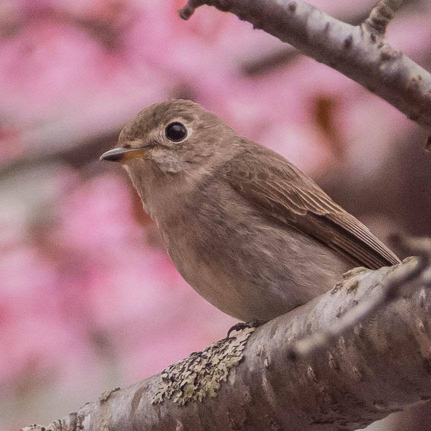 コサメビタキの写真