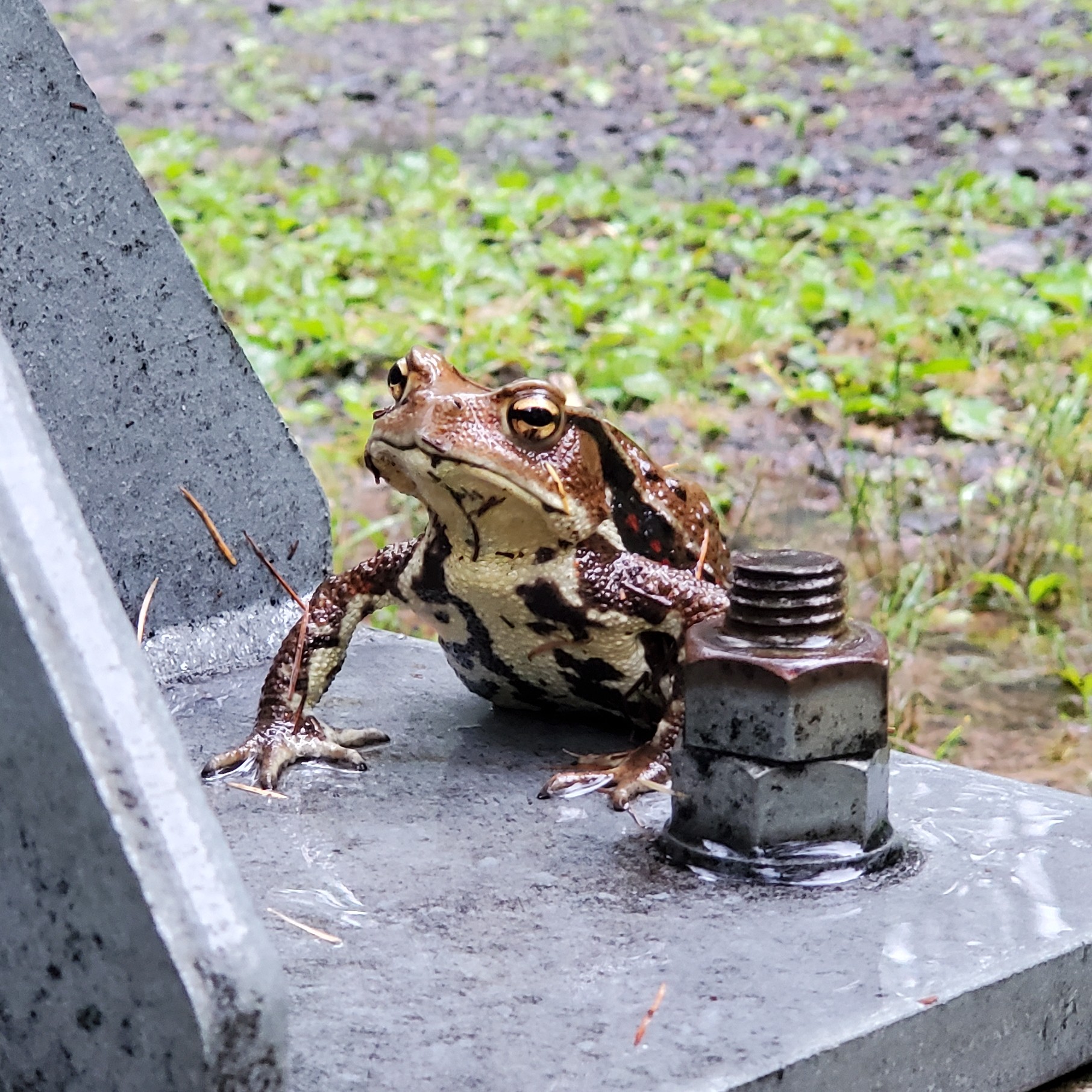 アズマヒキガエルの写真