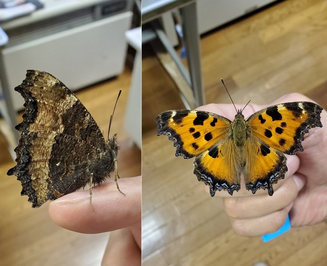 ヒオドシチョウの写真