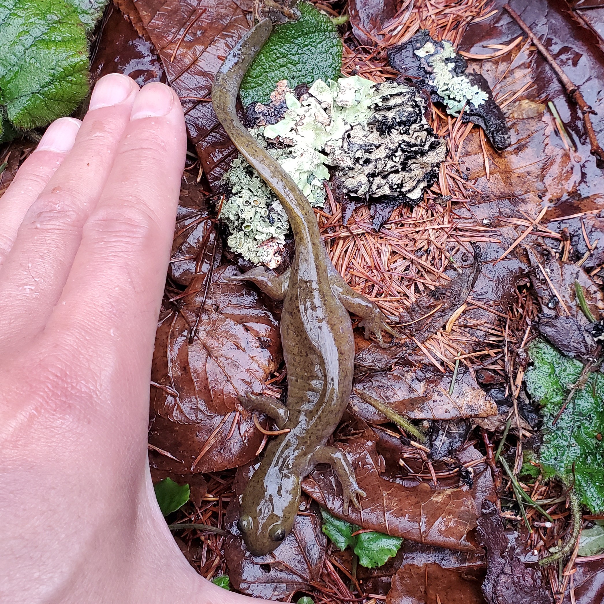 クロサンショウウオの写真