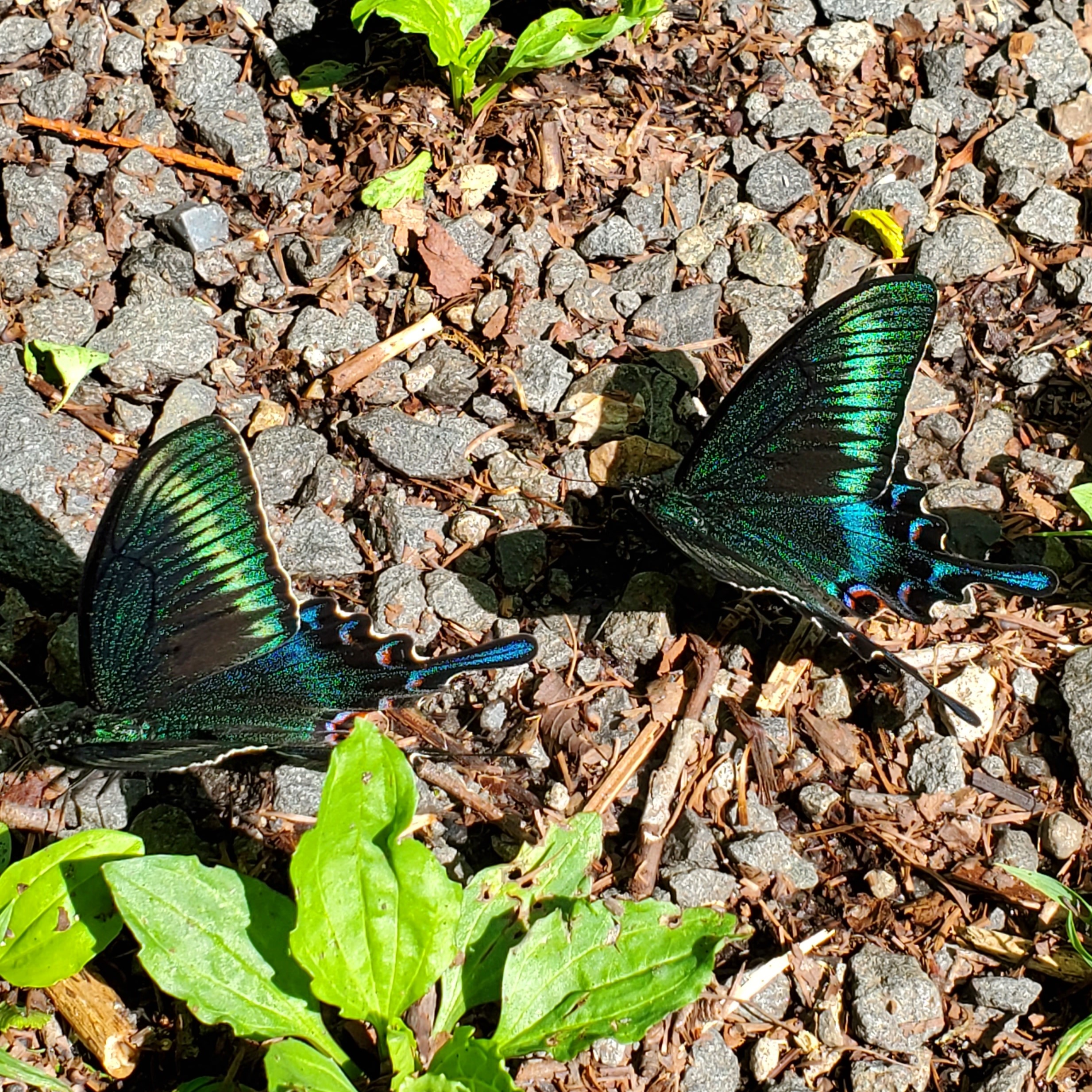 ミヤマカラスアゲハの写真