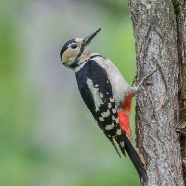 アカゲラの写真