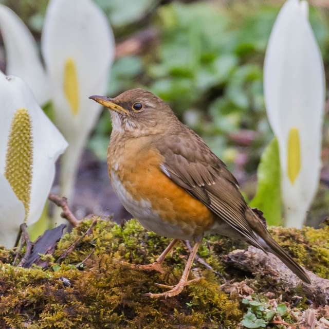 アカハラ01の写真