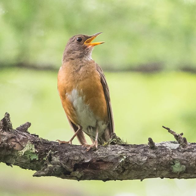 アカハラ02の写真