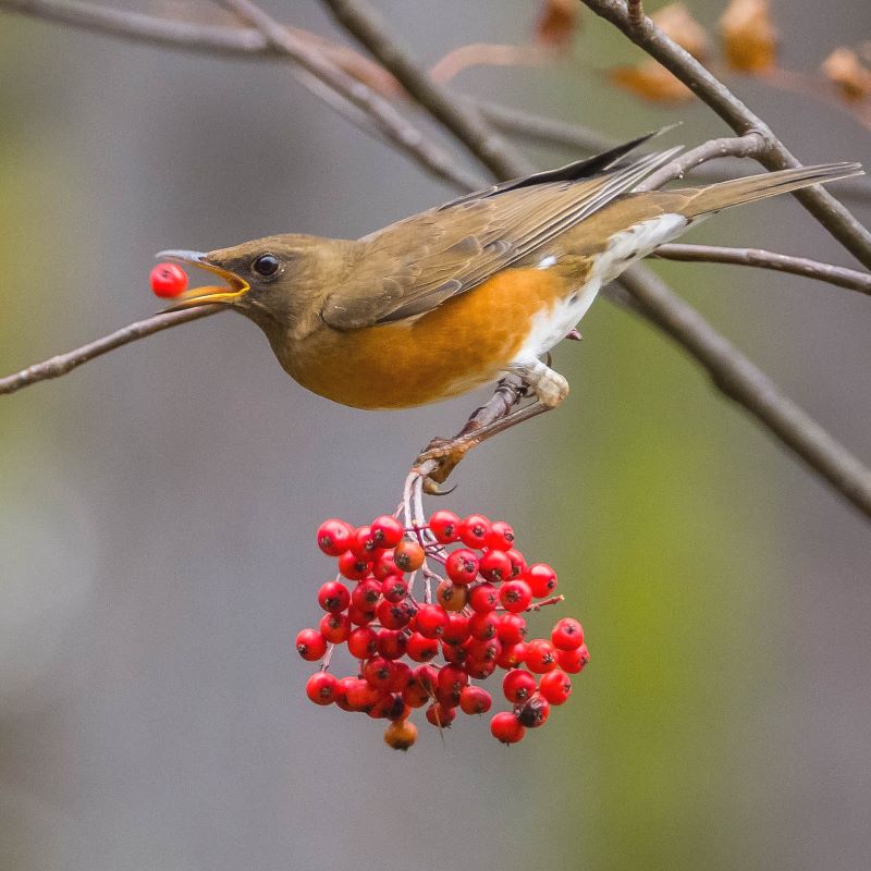アカハラ03の写真