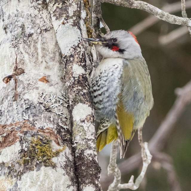 アオゲラの写真