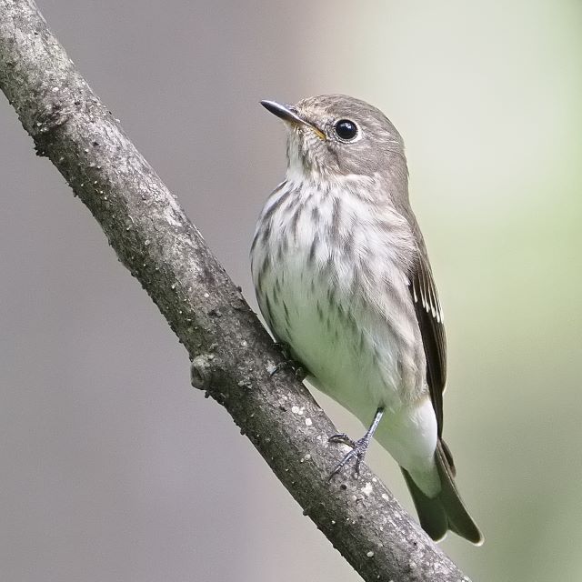 エゾビタキの写真