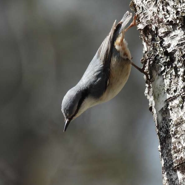 ゴジュウカラの写真