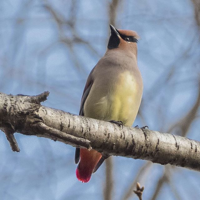 ヒレンジャクの写真
