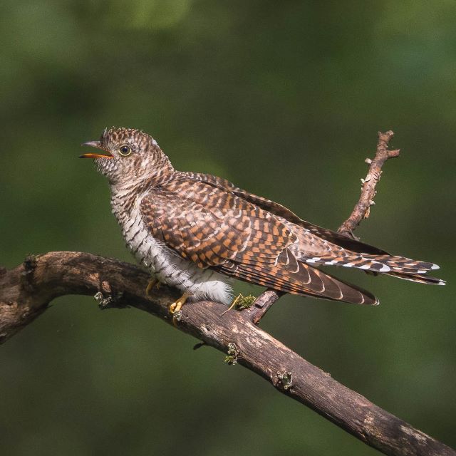 カッコウの写真