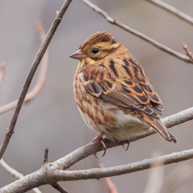 カシラダカの写真