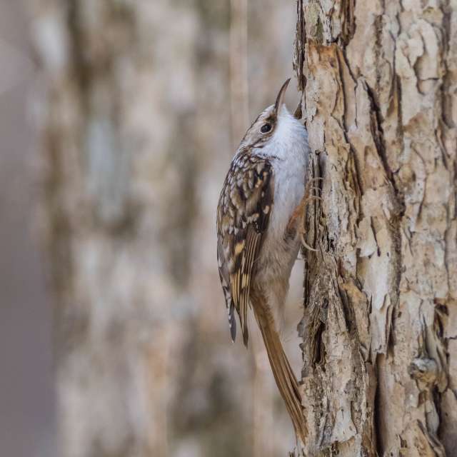キバシリの写真