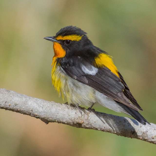 キビタキ01の写真