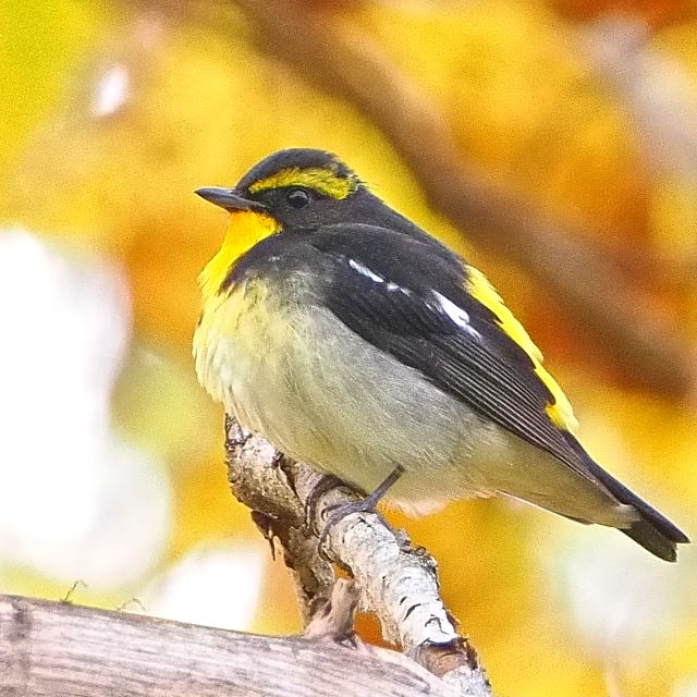 キビタキ02の写真