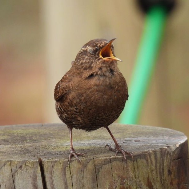 ミソサザイの写真