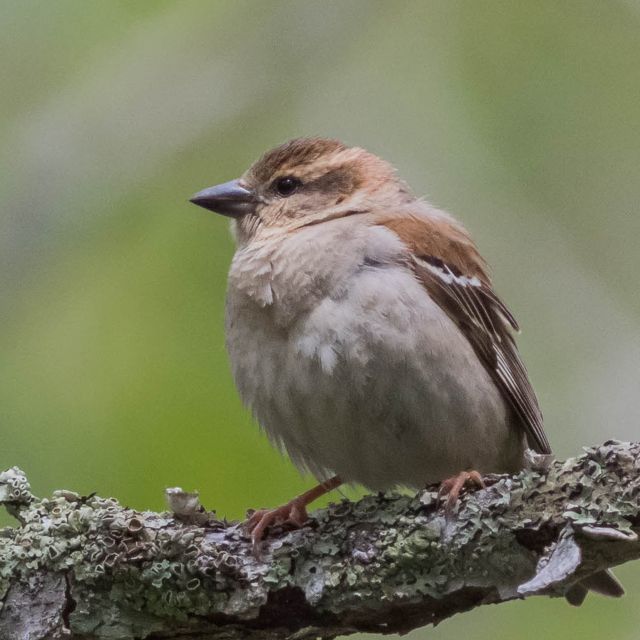 ニュウナイスズメの写真