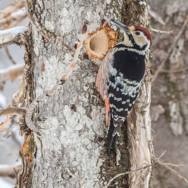 オオアカゲラの写真