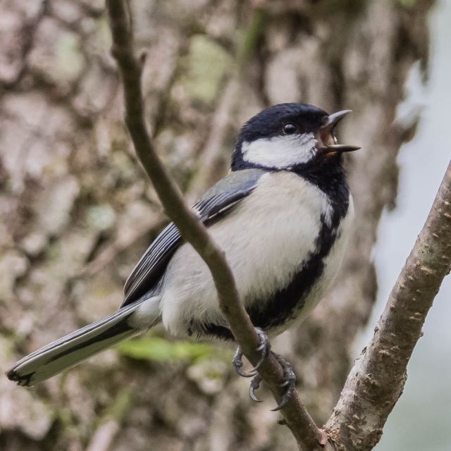 シジュウカラの写真