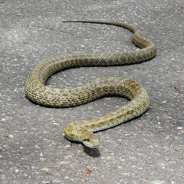 アオダイショウの写真