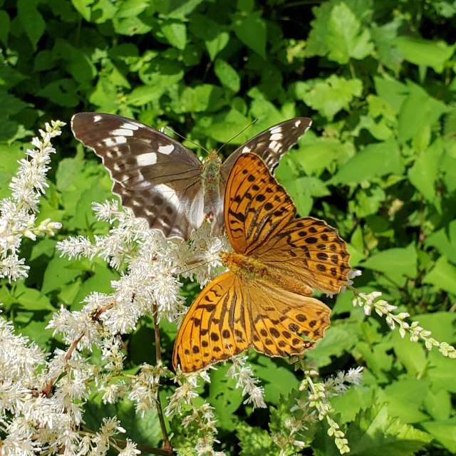 メスグロヒョウモンの写真