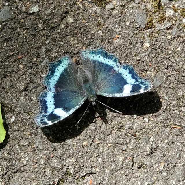 ルリタテハの写真