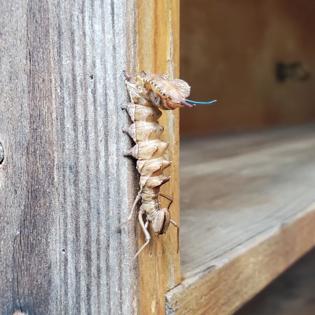 シャチホコガ幼虫の写真