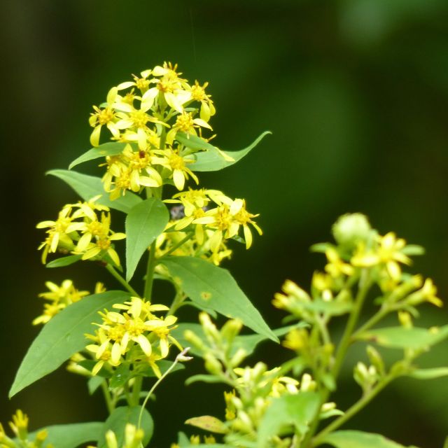 アキノキリンソウの写真