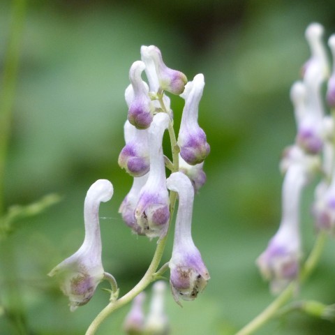 アズマレイジンソウの写真