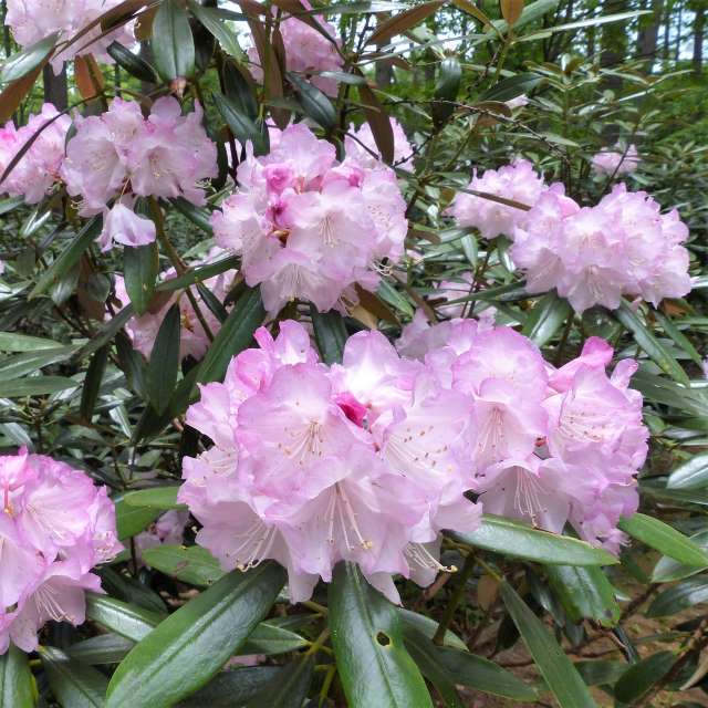 アズマシャクナゲの写真