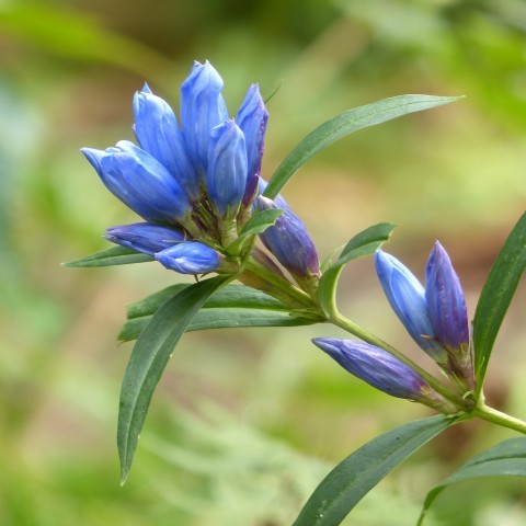 エゾリンドウの写真