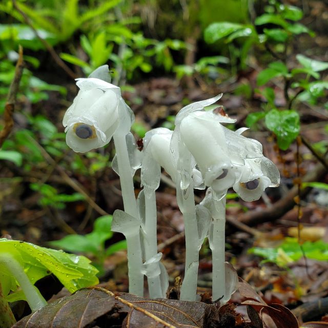 ギンリョウソウの写真