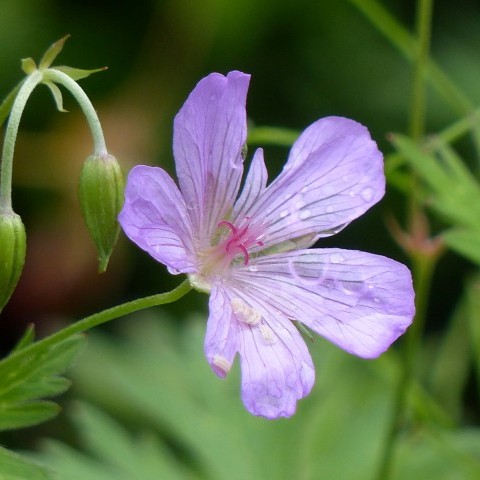 ハクサンフウロの写真