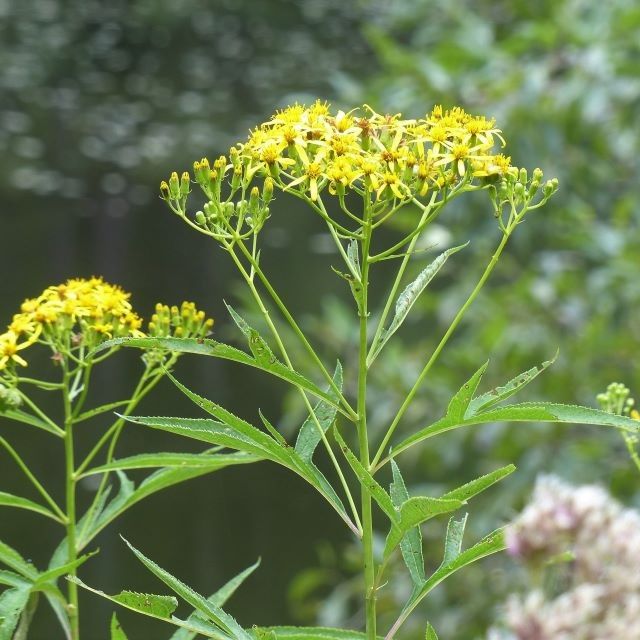 ハンゴンソウの写真