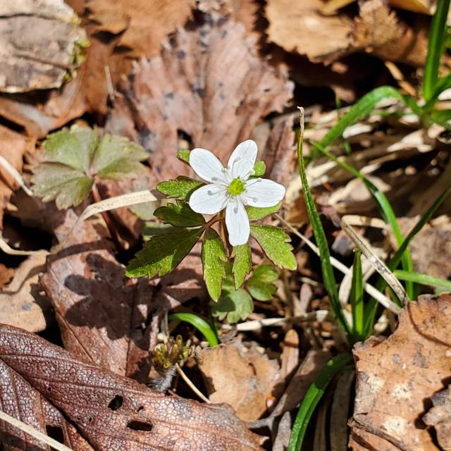 ヒメイチゲの写真