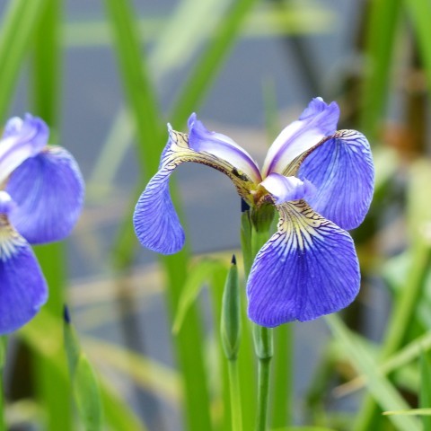 ヒオウギアヤメの写真