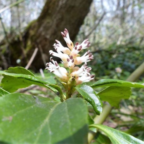 フッキソウの写真