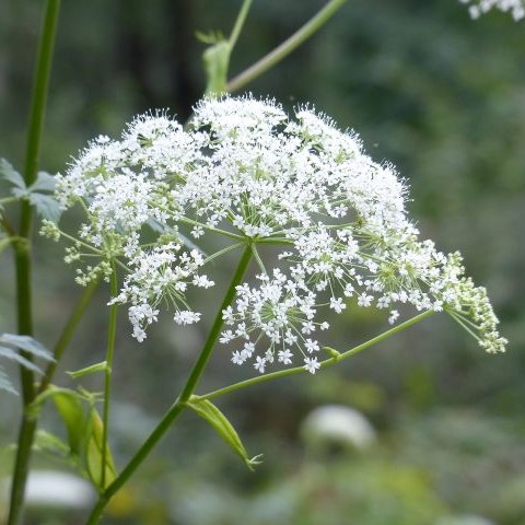 ヒュウガセンキュウの写真