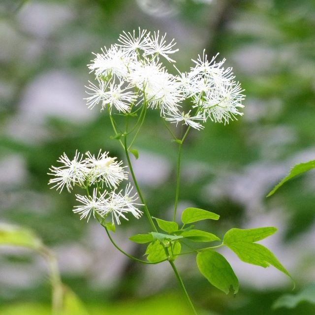 カラマツソウの写真