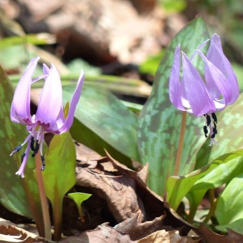 カタクリの写真