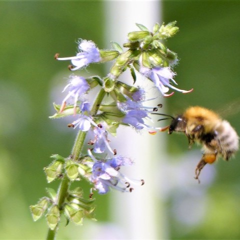ケナツノタムラソウの写真