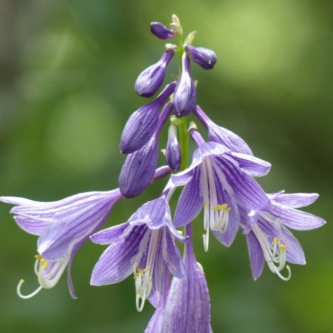 コバギボウシの写真