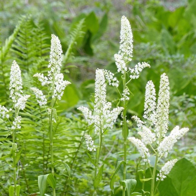 コバイケイソウの写真