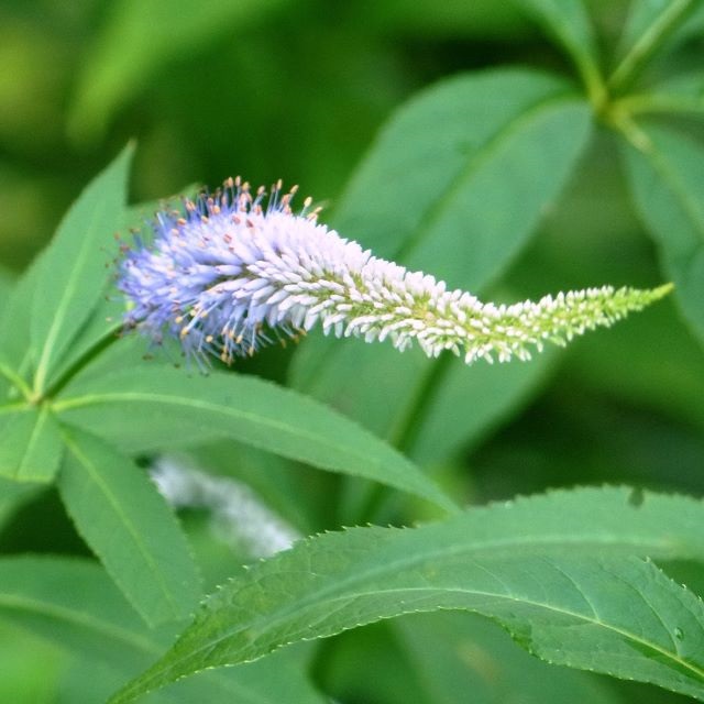 クガイソウの写真