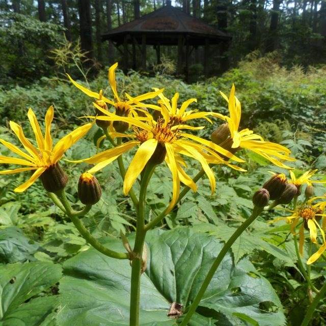 マルバダケブキの写真