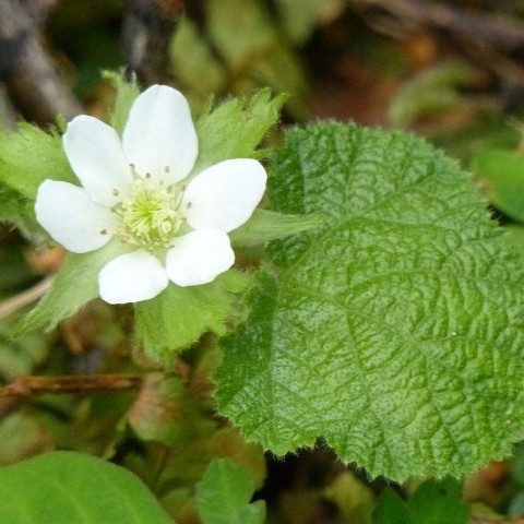 マルバフユイチゴの写真
