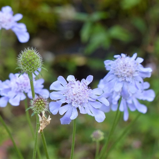 マツムシソウの写真