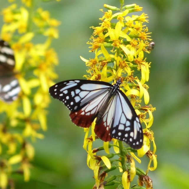 メタカラコウの写真