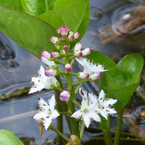 ミツガシワの写真