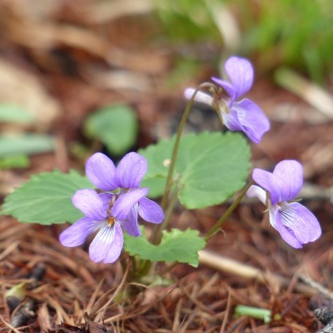 ミヤマスミレの写真